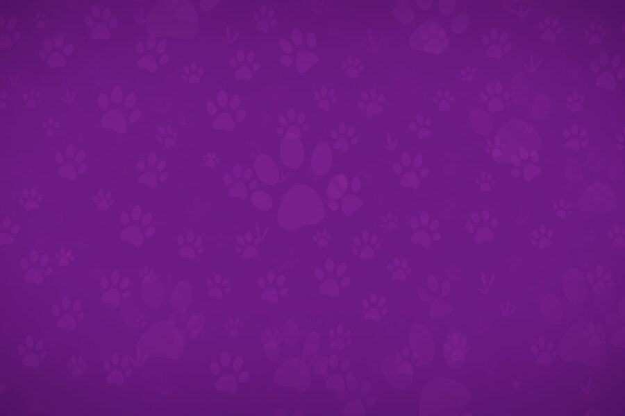 PetCentral Sonic Identity