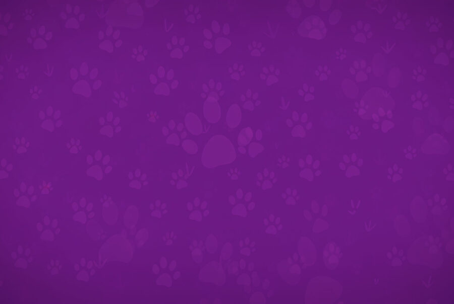 PetCentral Sonic Identity